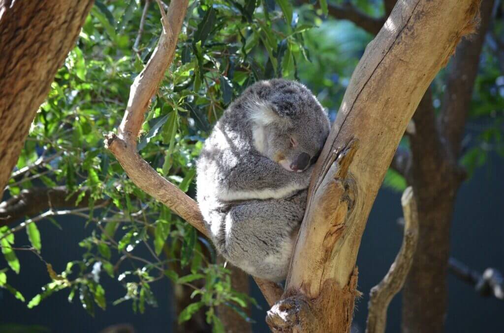 Koala sitting in a tree at Taronga Zoo